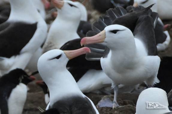 Casal de albatrozes-de-sobrancelha em Steeple Jason, no noroeste das Ilhas Malvinas